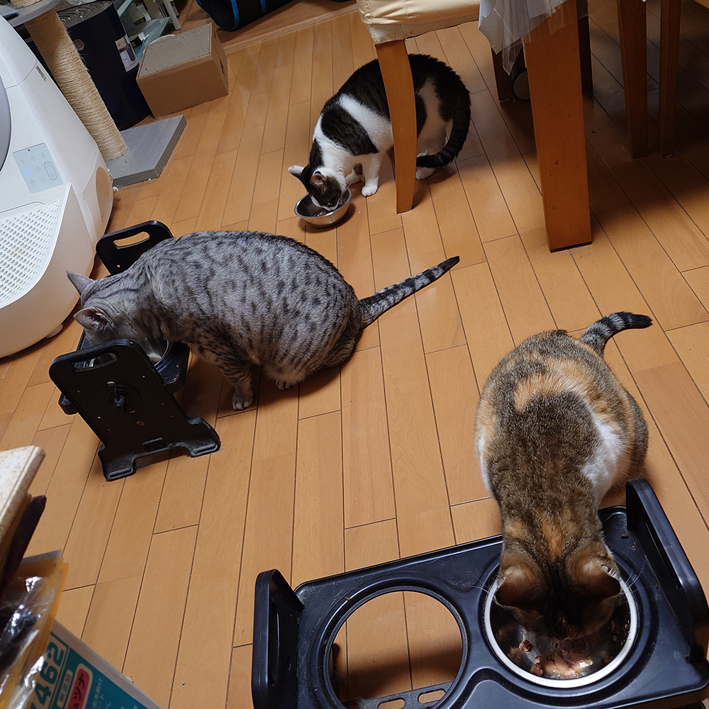 我が家の猫たち